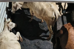 Stary cattle impounding through Goamantak mahasangh NGO